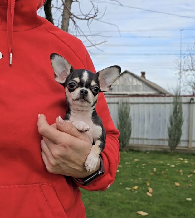 Чихуахуа. Чарівні красунчики.