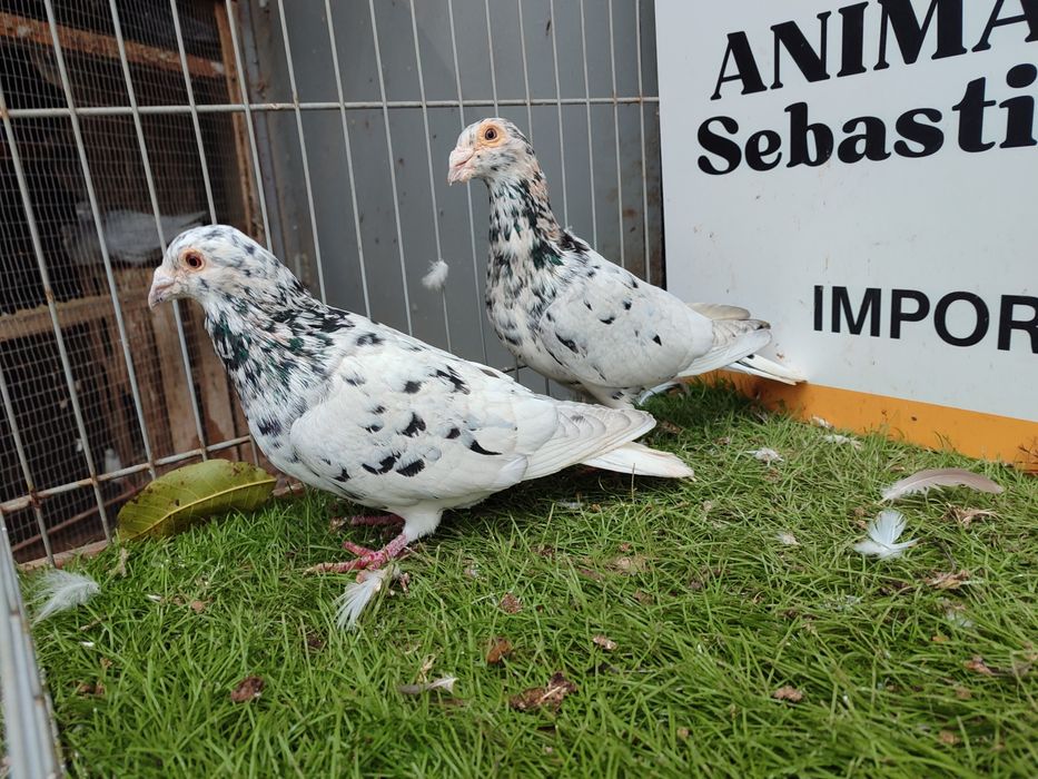 Gołębie. Pocztowy. Pocztowe. Almond. Możliwy transport