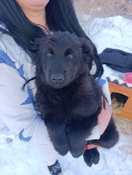 Цуценя чорне  буде середній щенок собака