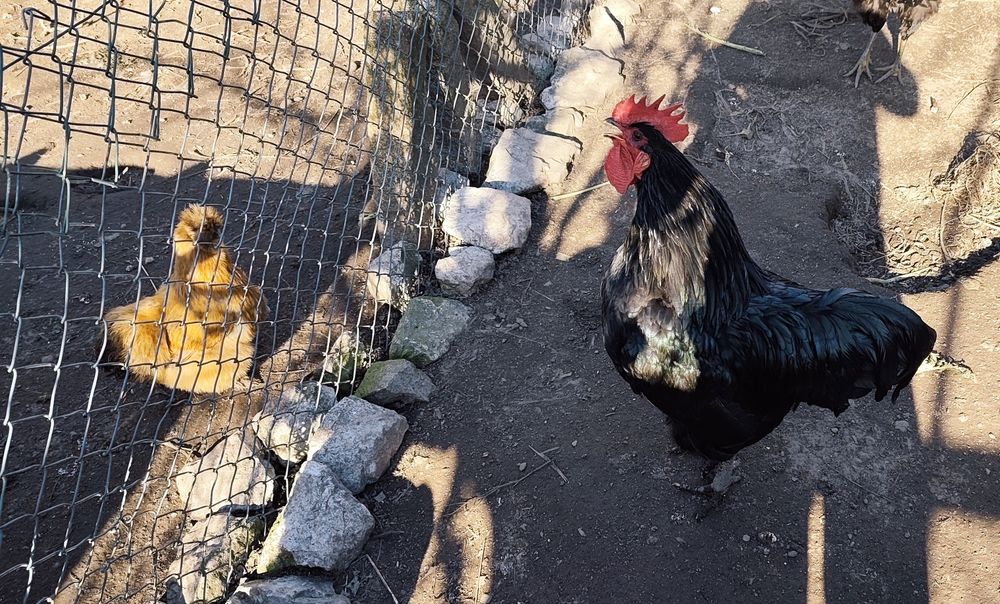 Vendo ovos galados de galinha Jersey Gigante Negro