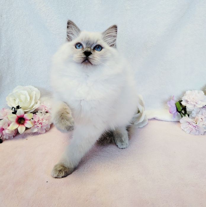 Ragdoll kotka blue piont