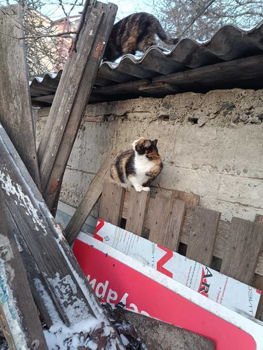 Отдам в заботливые руки ласковую кошечку Маркизу 8мес.