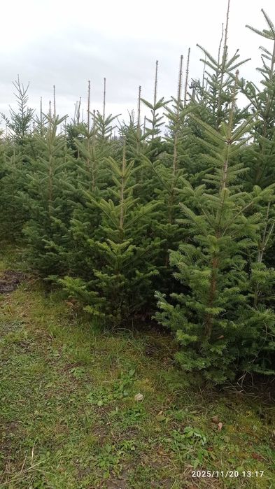 CHOINKI rezerwacja w szkółce doniczkowych roslin