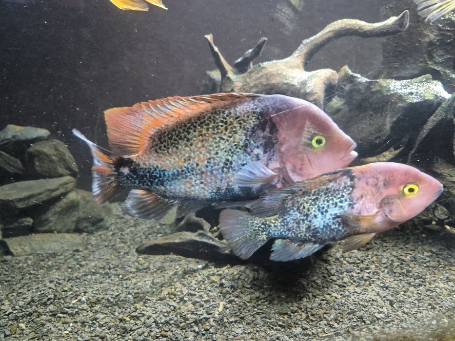 Sprzedam Pielęgnice Vieja