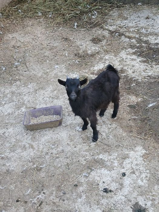 Cabrito anão 4 meses