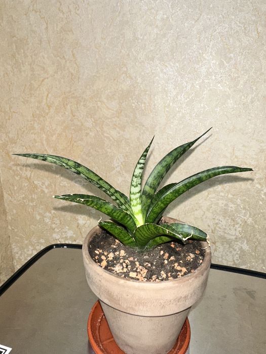 Сансевієрія  Bob smile аубрутіана айо