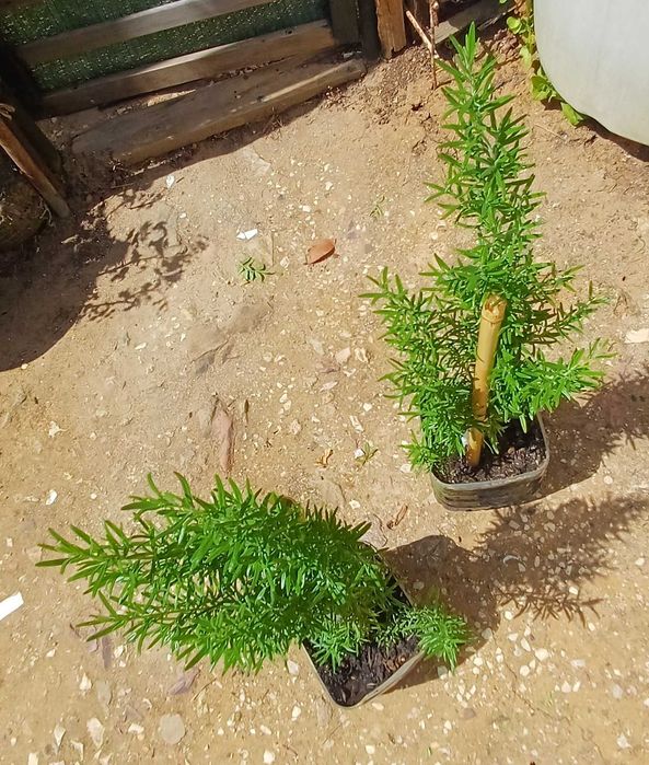 Planta Alecrim Biológico em Vaso