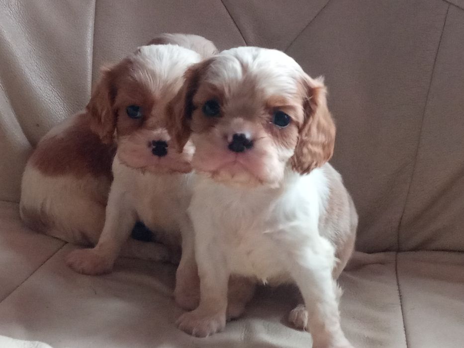 Cavalier king charles spaniel szczenię