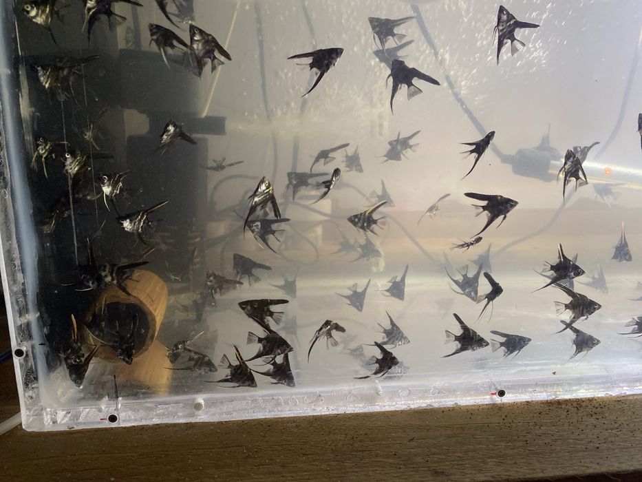 Escalares Black marble