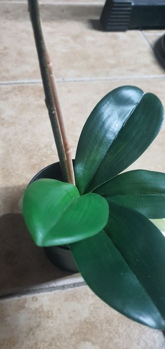 Orquidia artificial