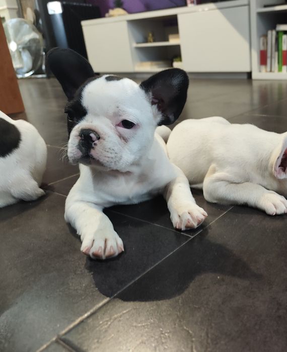 Buldogue Francês fêmea