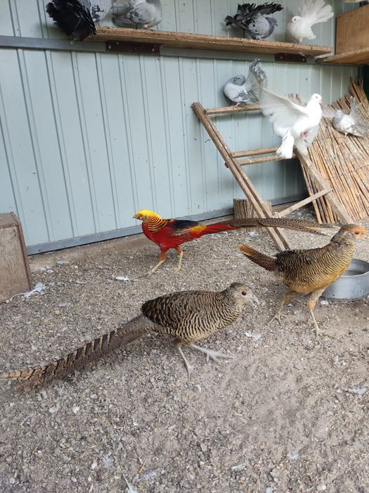 Продам Золотой фазан красный