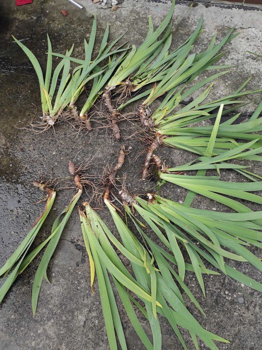 Irysy pachnące białe