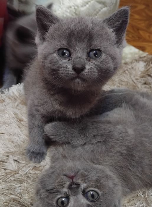 Британські кошенята