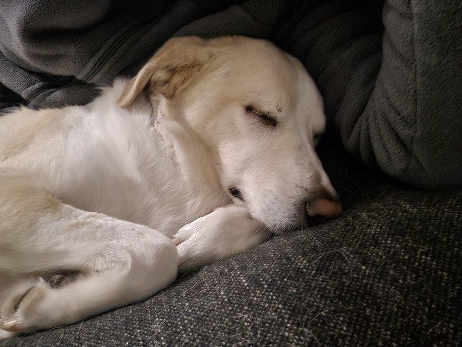 Cães para adopção