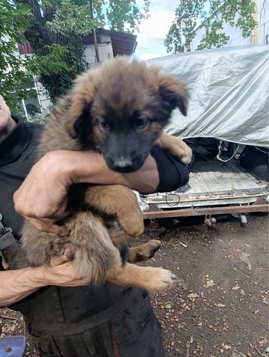 Собаченята шукають господарів