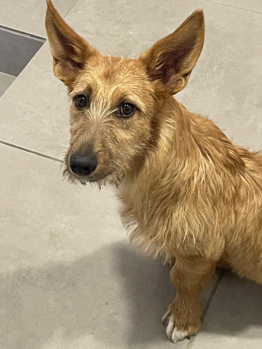 Adocao  responsavel com urgencia