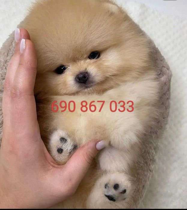 !!! Mały miś pomeranian mini