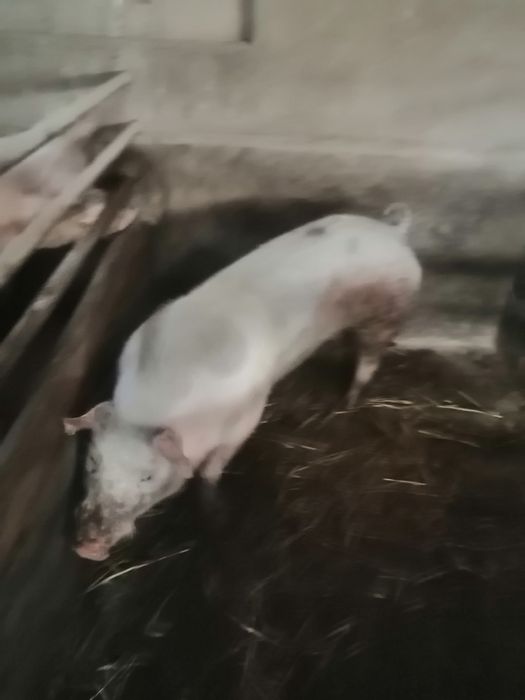 Продам кабанчика.