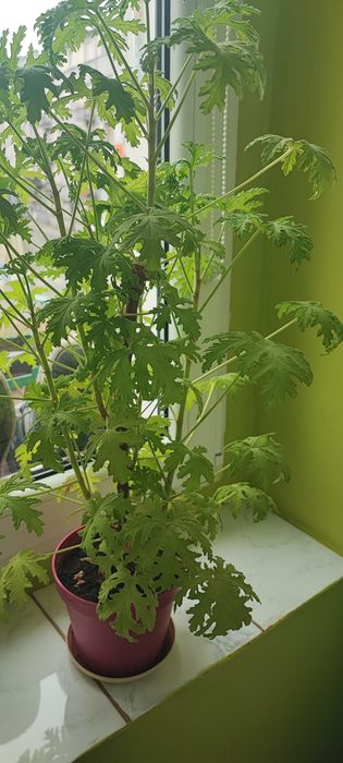 Anginka  roślinka na wszystko