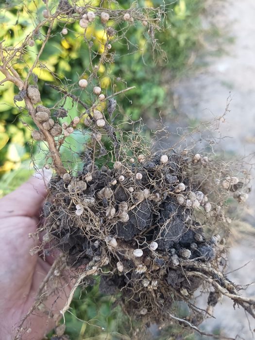 Продам насіневу сою "Максимус"