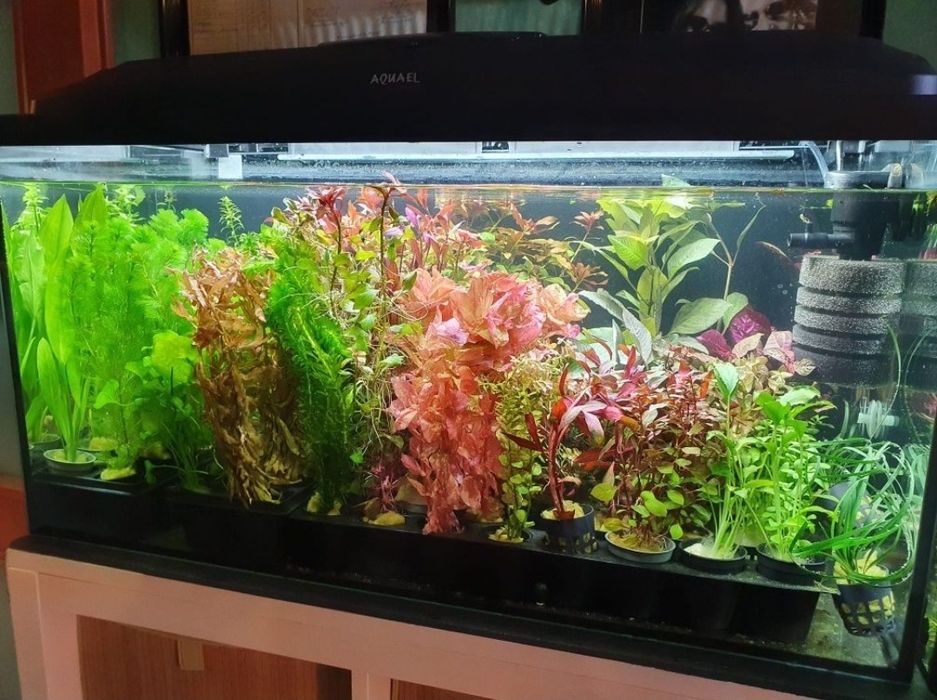 Rośliny Akwariowe Dorodne Zdrowe Kolorowe w Koszyczkach