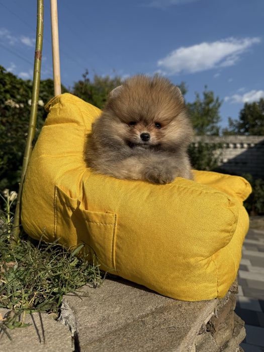 Девочка мишутка