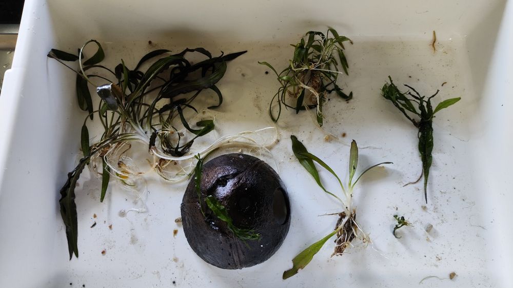 Plantas aquário raiz