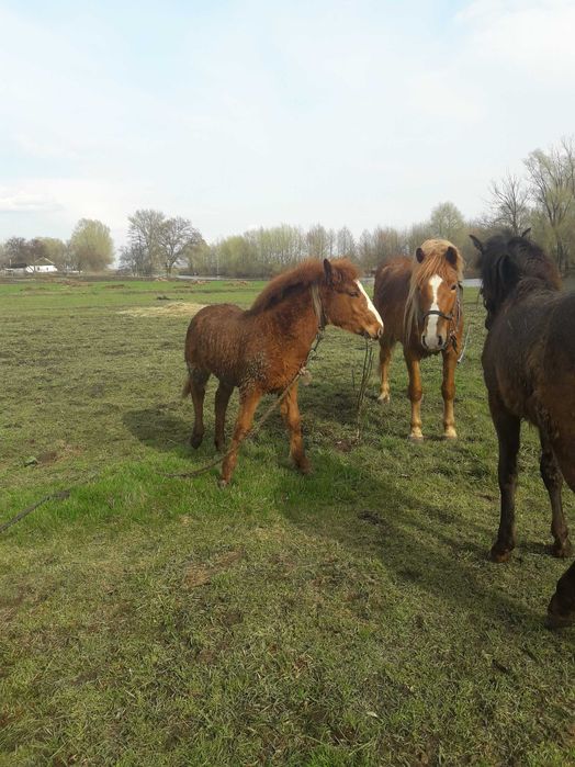 Продам коней. . . . . .