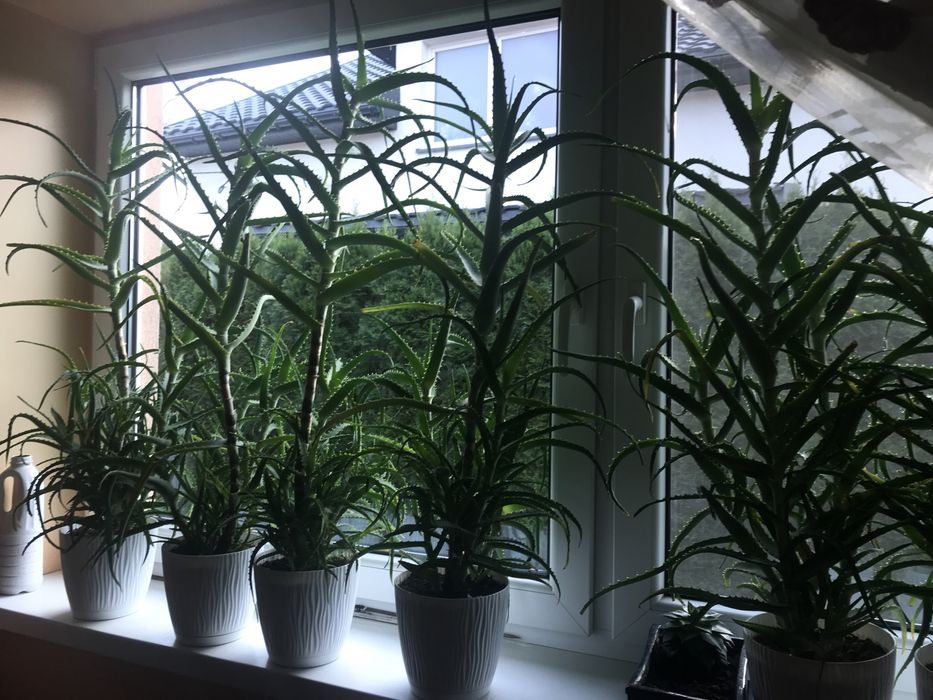 Aloesy w doniczkach  Łódź