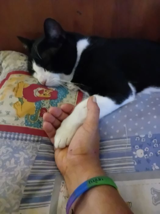 Cuidadora de animais