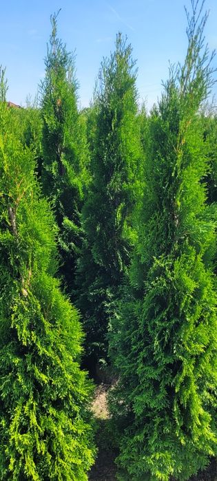 Tuja smaragd 120 cm tuje 100 szmaragd 150 brabant laurowiśnia warszawa