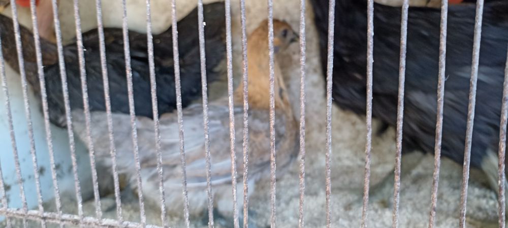 Coquichos, garnisés, galinhas da Índia, Casal Galinhas boas para Choca