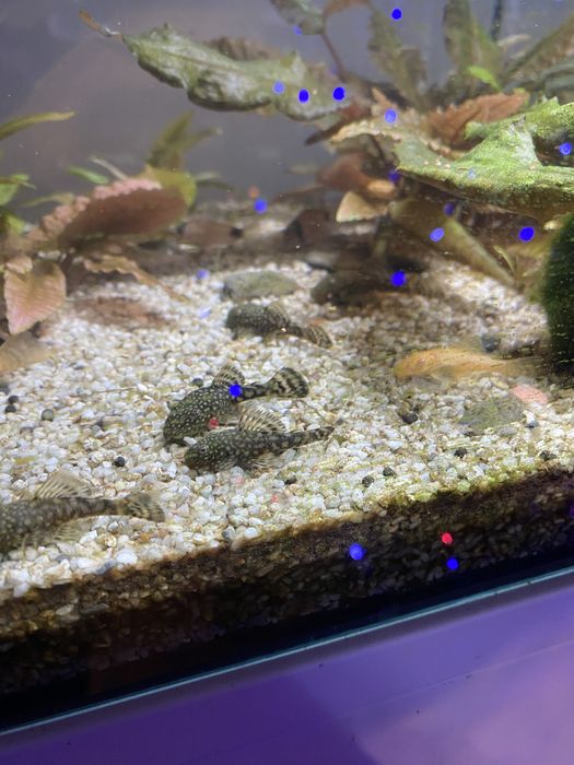 Zbrojniki sprzedam, odbiór osobisty