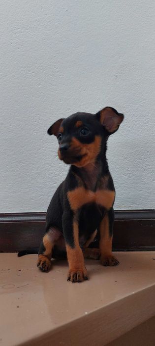 Pinscher miniatura