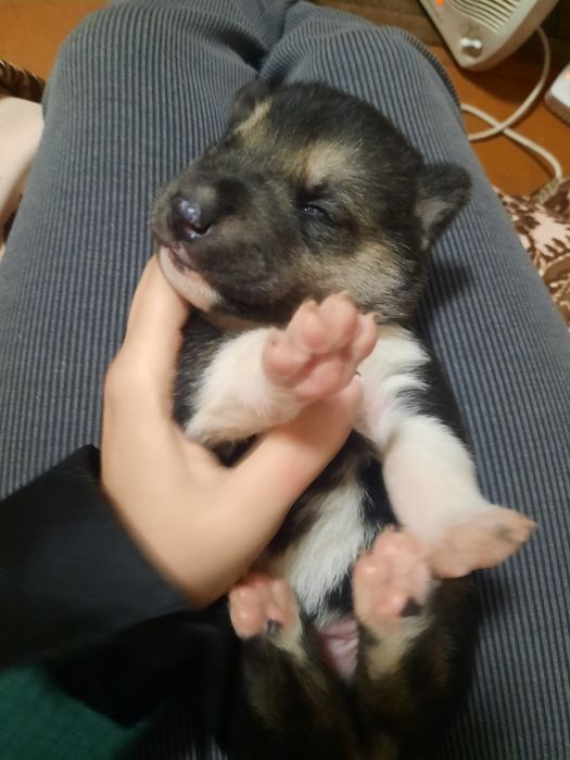 Цуценята хаскі,снігові ведмедики