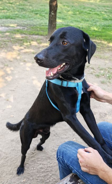 Kiko - Cão Perfeito para Adoção. Raçado de labrador