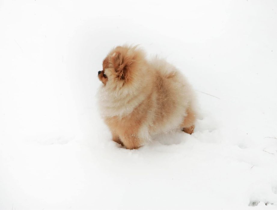 Помераночка. КСУ