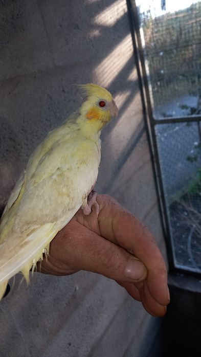 Caturra jovem não sexsada a comer sozinha