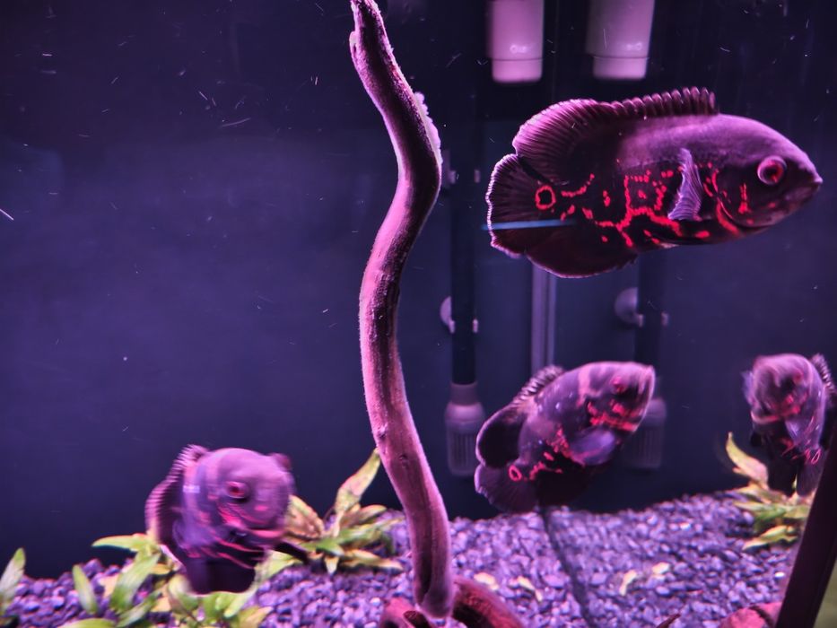 Pielęgnica pawiooka red tiger oscar 4 sztuki