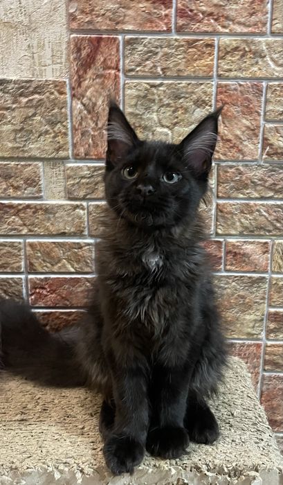 скидки новогодние мейнкуны с документами,вакцинированы,разные окрасы