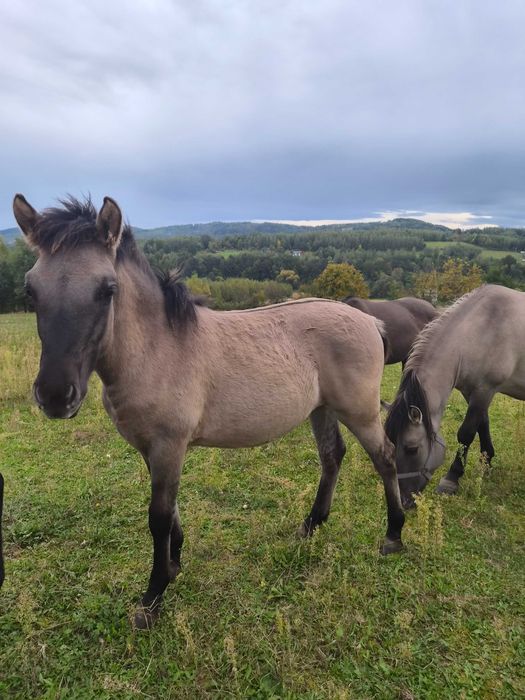 Konik polski klaczka