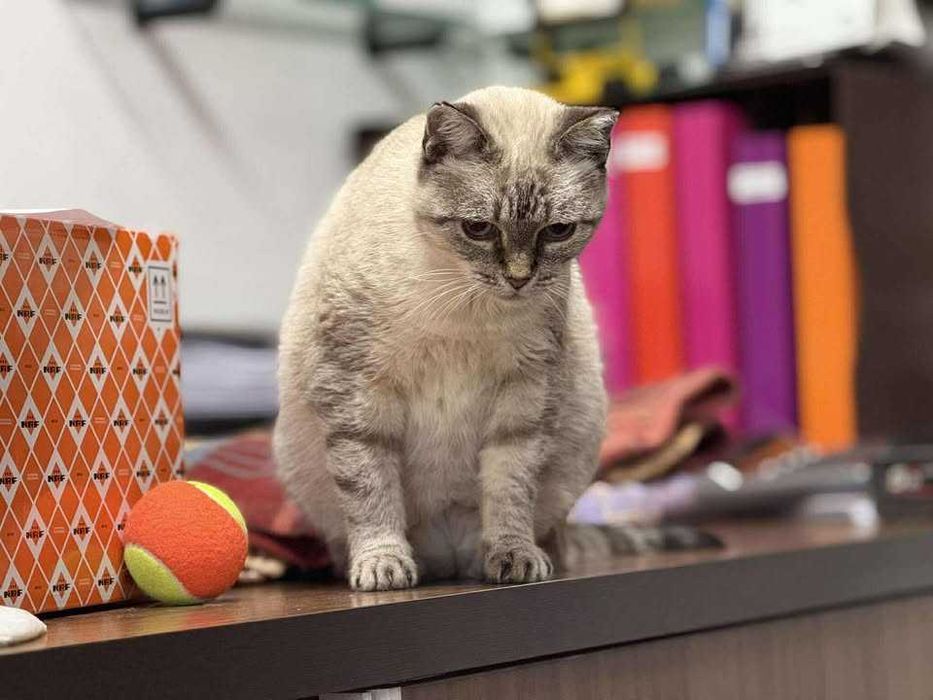 ESTERILIZADA | Gata sénior disponível para adoção responsável