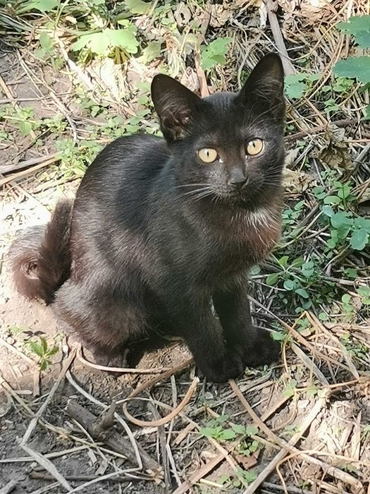 Котята ищут дом.