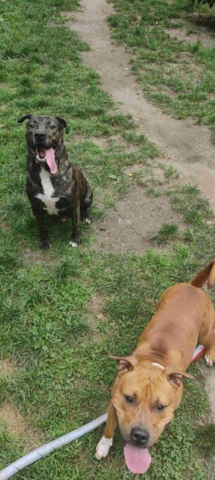 Aczi pies w typie amstafa. ur. w marcu 2022 radosny.