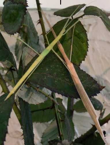 Patyczak skrzydlaty Sipyloidea sipylus straszyki