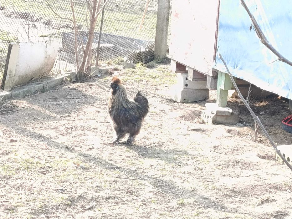 Kogut silki jurny