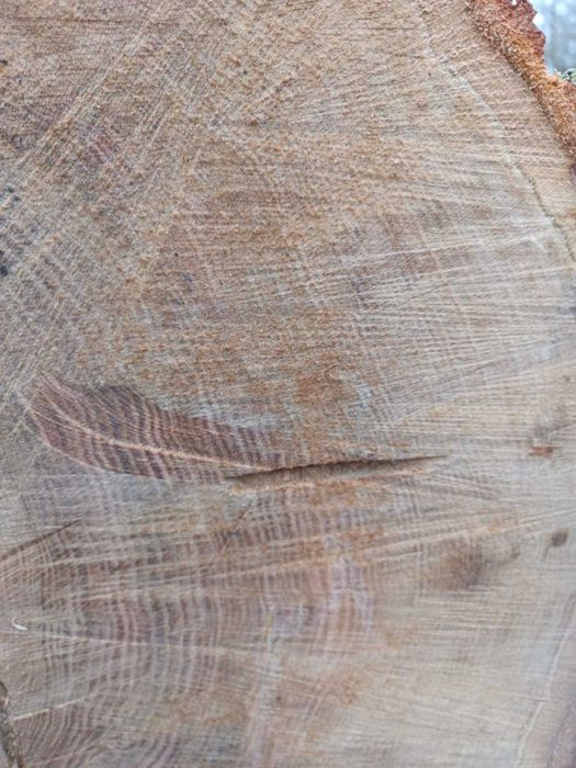 Dęby Kłody Dębowe Tartaczne Stolarskie