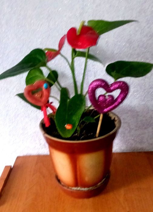 Сансивьера. Сансивьера ханна. Аглаонема. Антуриум.