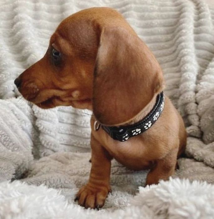 Руді і тигрові дівчатка і хлопчики